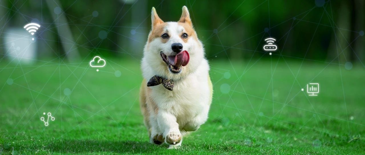 来见证 浪潮网络为乖宝集团打造的这张网